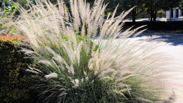 Lindheimer's muhly grass in growth