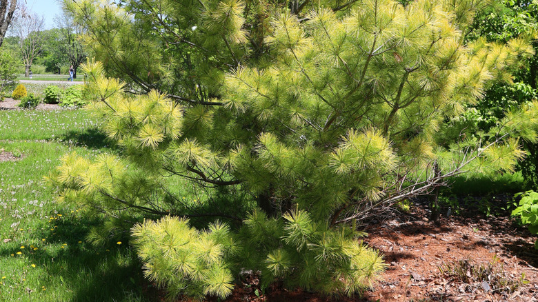 A tall pine plant in garden