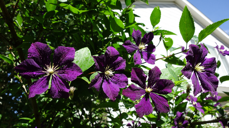 Purple leatherflowers in bloom