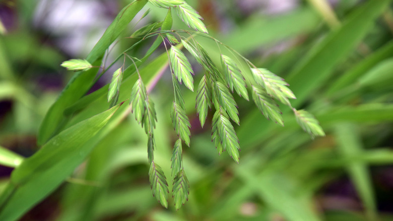River oats' green leaves in growth