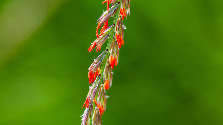 Sideoats grama's flowers emerging from stalk