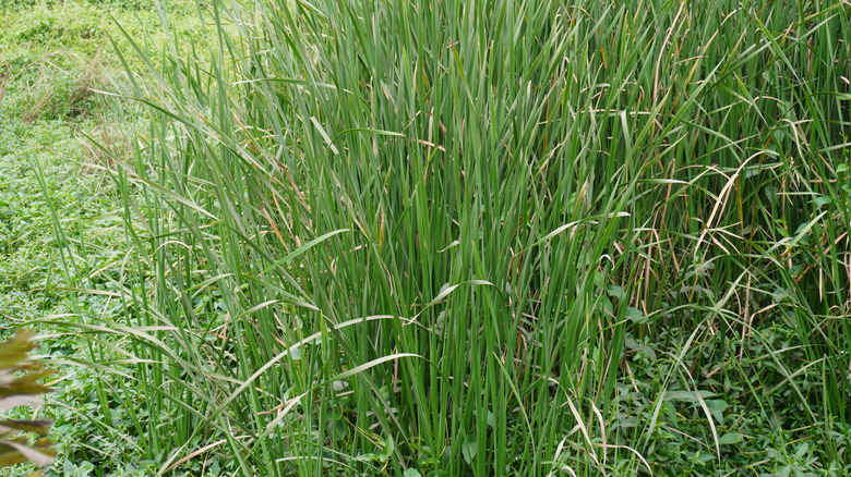 Green blades of switchgrass