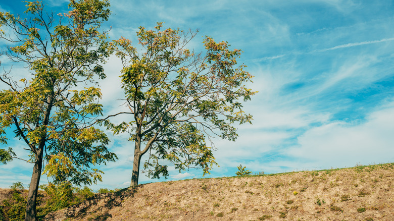 black walnut trees on hill