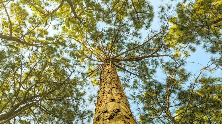 longleaf pine tree view from bottom