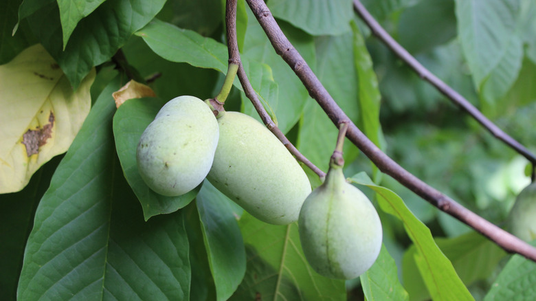 pawpaw fruit growing from tree
