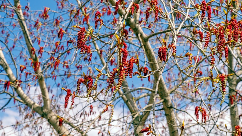 red alder tree