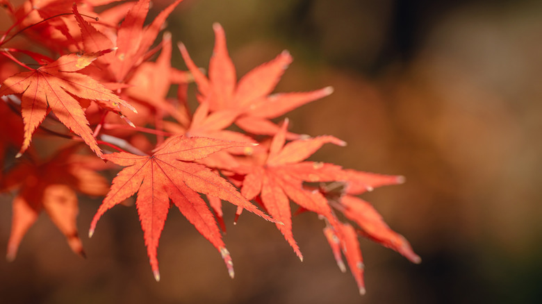 closeup of red maple leaves