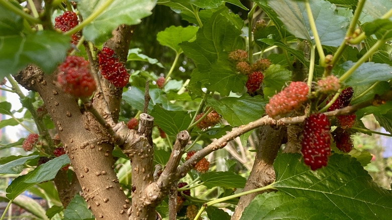 mulberry tree closeup