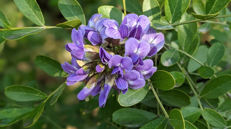 Texas mountain laurel flower