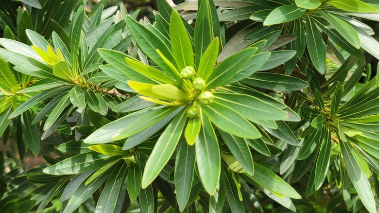 closeup on wax myrtle branch