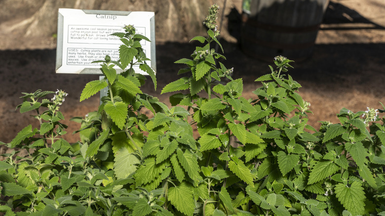 Catnip herbs with budding flowers in a a garden with a garden label