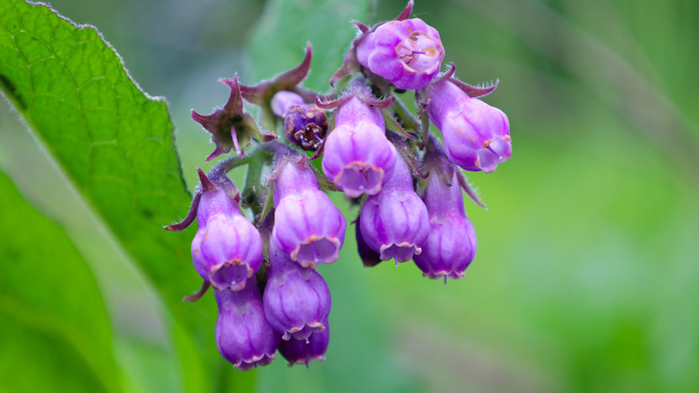Close up of purple comfrey blossoms with green foliage