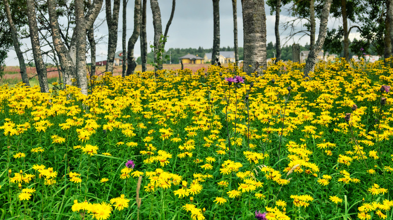 Field of elecampane with trees and a farm house in the background