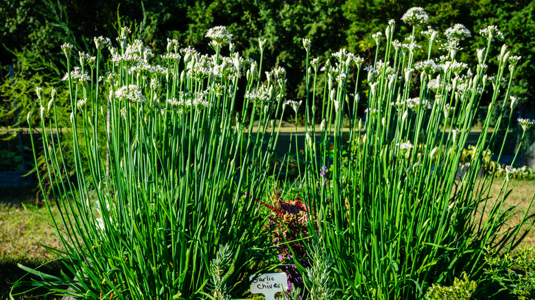 Two clumps of garlic chives in a raised garden bed with white flowers on top