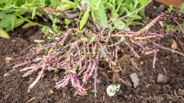 Roots of an herb plant resting on dirt in a garden