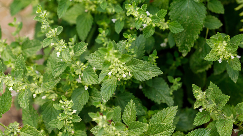 Overhead view of lemon balm herbs growing in a clump