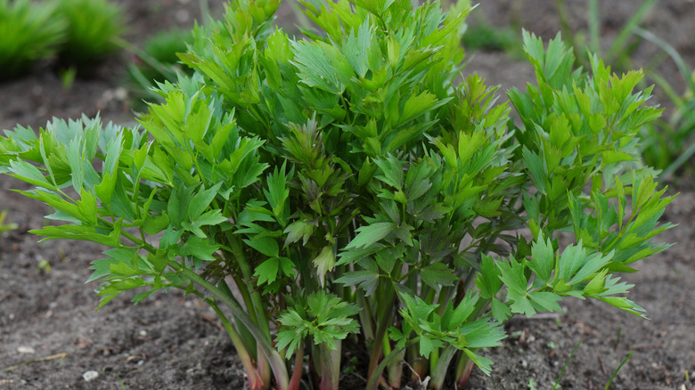 Lovage herb growing in the ground