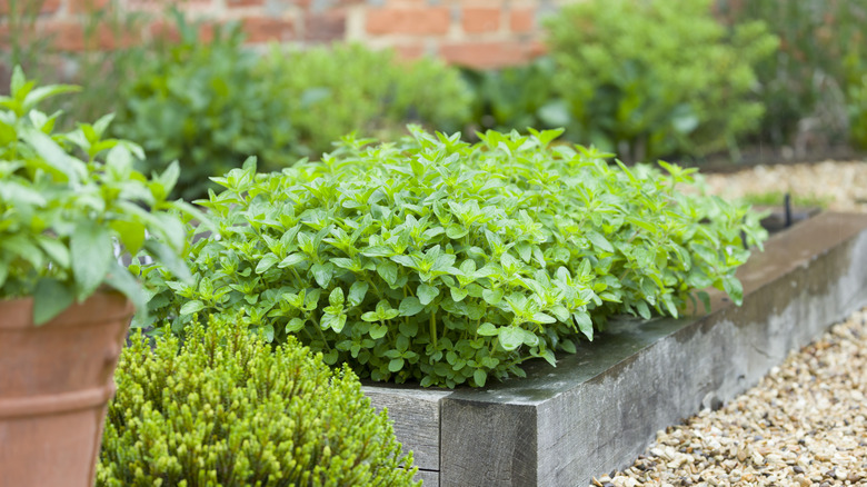 Oregano growing in a raised garden bed near a gravel path