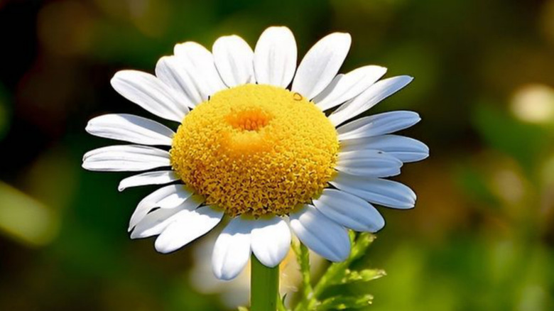 Close up of a single white Roman chamomile flower in the sun