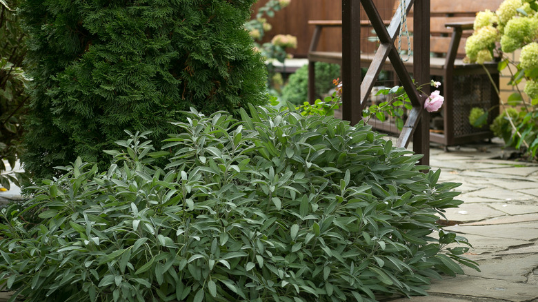 Sage plant growing near a garden path in a patio garden