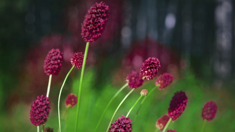 Red salad burnet flowers in full bloom on long, thin, green stems