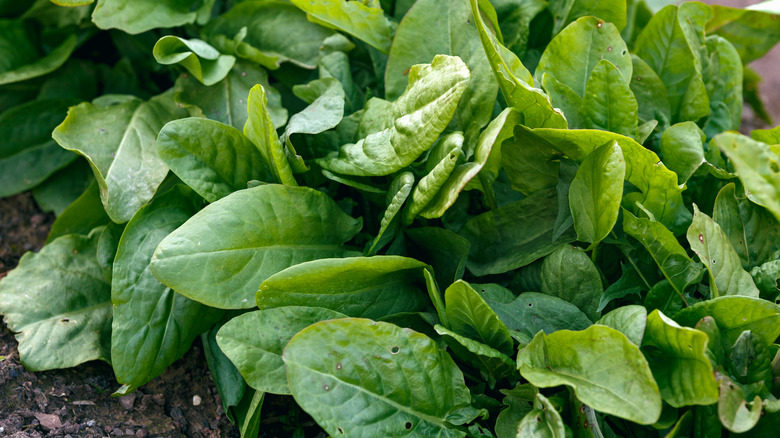Sorel plants growing in rows in a garden