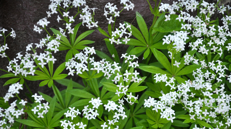 White sweet woodruf flowers over green foliage near a dirt trail
