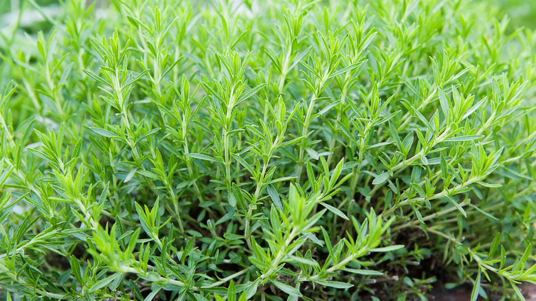 Bright green taragon plant growing in a garden bed
