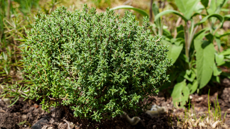 Small Thyme plant growing in a garden near weeds