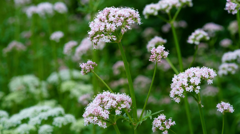 Light pink valerian flowers blooming on tall stems in a flower garden