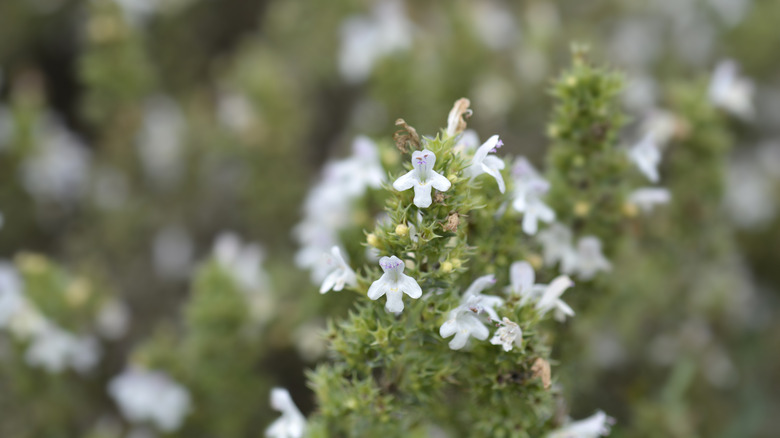 Close-up of winter savory flowers blossoming on green spikes