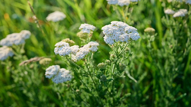 White yarrow flowers with green foliage on a sunny day