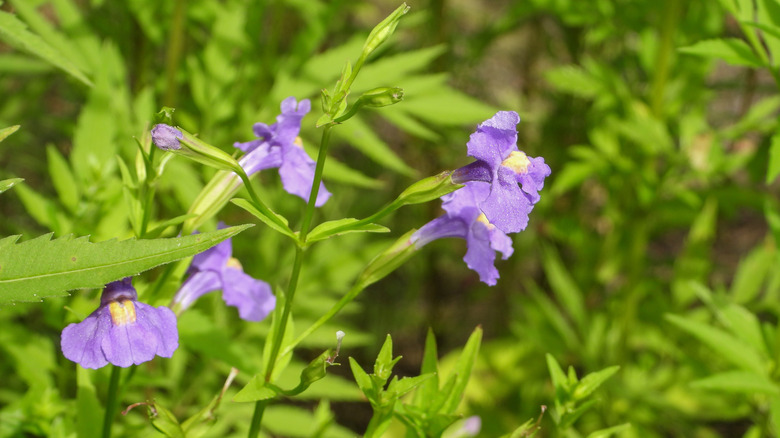 The small lavender blooms of the Allegheny monkey flower in a garden.