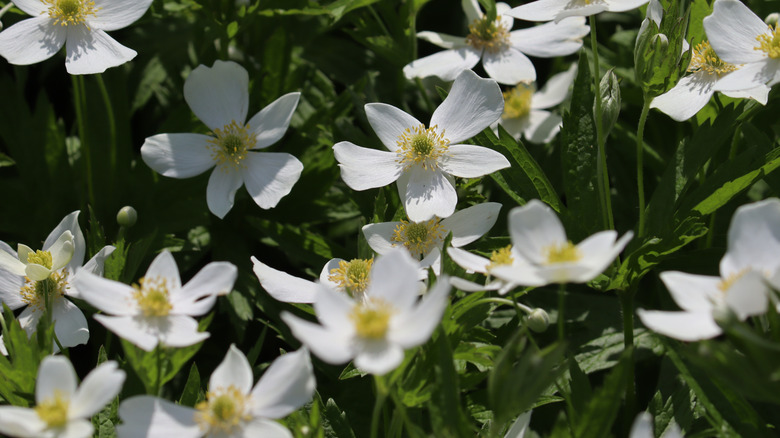 The white flowers with yellow centers of the Canada anemone.