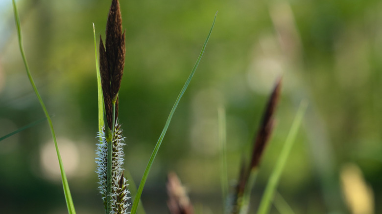 Cherokee sedge plant in growth