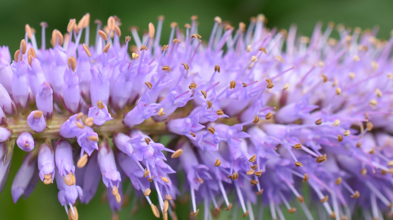 The small lilac flowers of Culver's root.