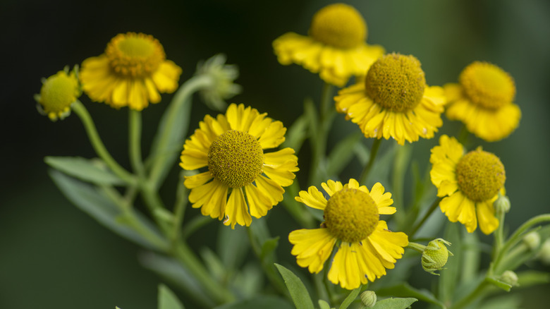 Yellow flowers of dogtooth-daisy in bloom