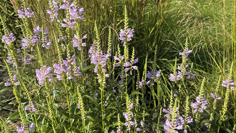 The lavender flowers of the false dragon head stand tall in the sunlight.