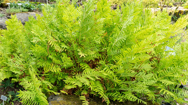 The green foliage of a flowering fern.