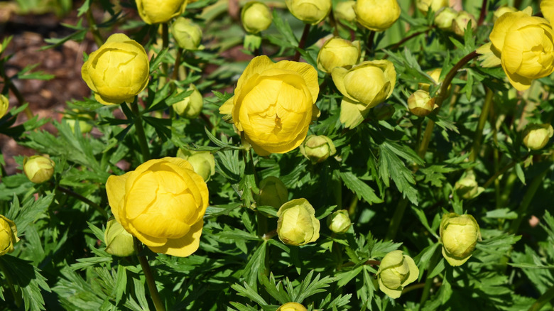 Large yellow blooms of globe flower