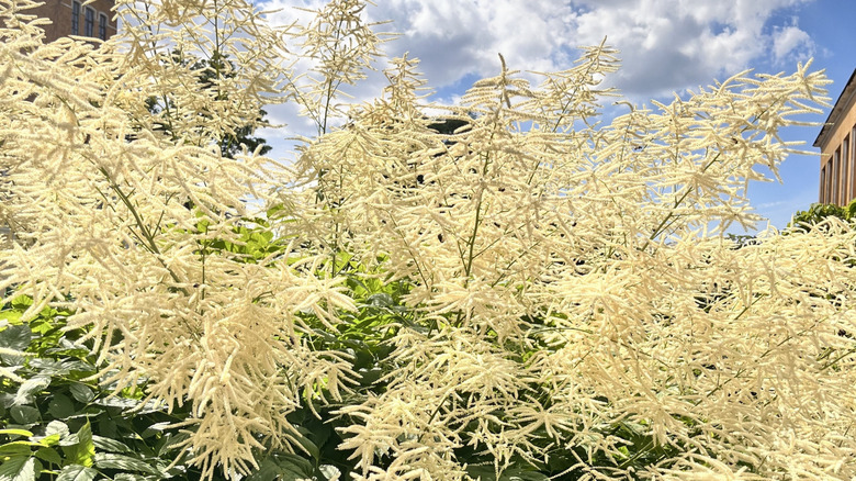 The white fluffy flowers of goat's beard.