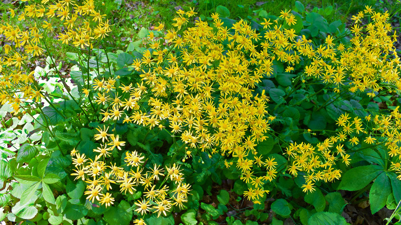 The vibrant yellow flowers of golden ragwort.
