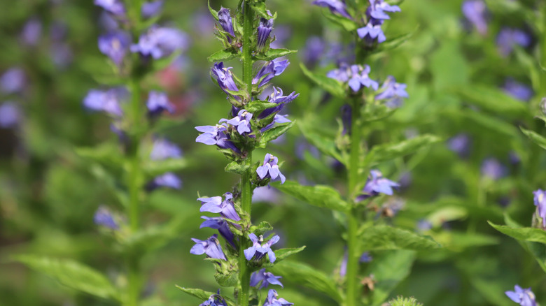 The tiny purple flowers of the great blue lobelia.