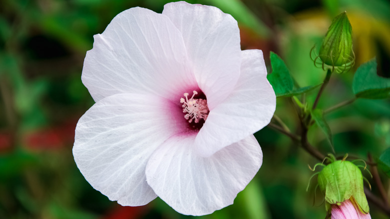 The whitish-pink flower of the Halberd-leaved rose mallow.
