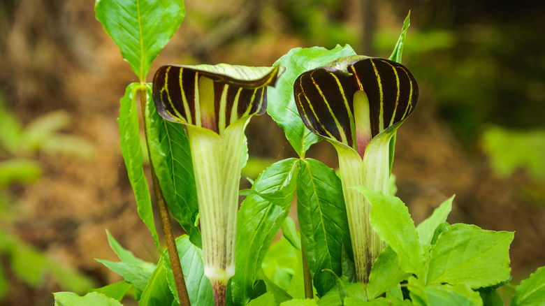 Jack-in-the-pulpit flowers growing in a garden.