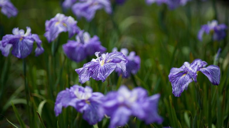The blue flowers of the Japanese iris.