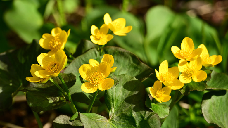 Yellow flowers of marsh marigold in bloom