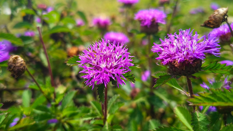 The purple flowers of New York ironweed.