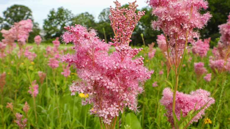 The pink flowers of queen of the prairie.
