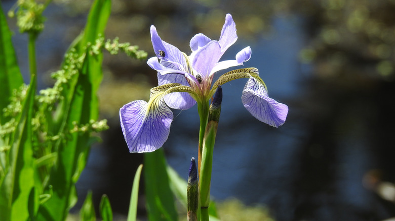 The yellow-centered lavender flowers of Southern blue flag iris.